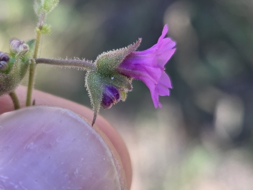 Smooth spreading four o'clock (Mirabilis oxybaphoides)