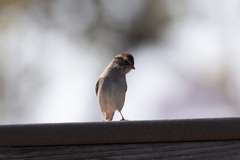 Spizella passerina image