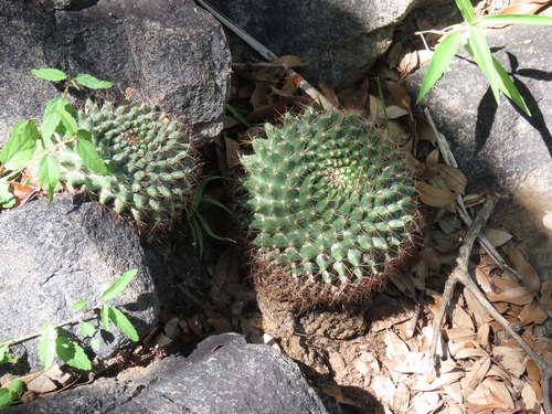 Mammillaria petrophila