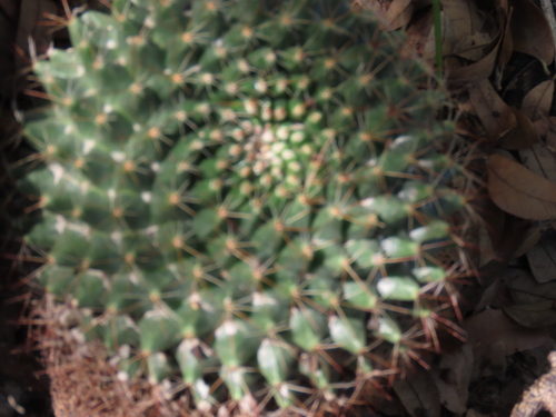 Mammillaria petrophila