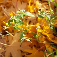 Galinsoga quadriradiata