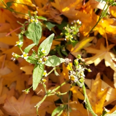 Galinsoga quadriradiata