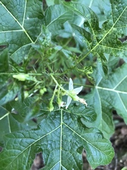 Solanum atropurpureum