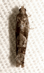 Pseudexentera spoliana