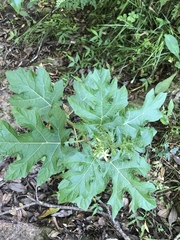 Solanum atropurpureum