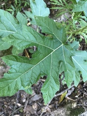 Solanum atropurpureum