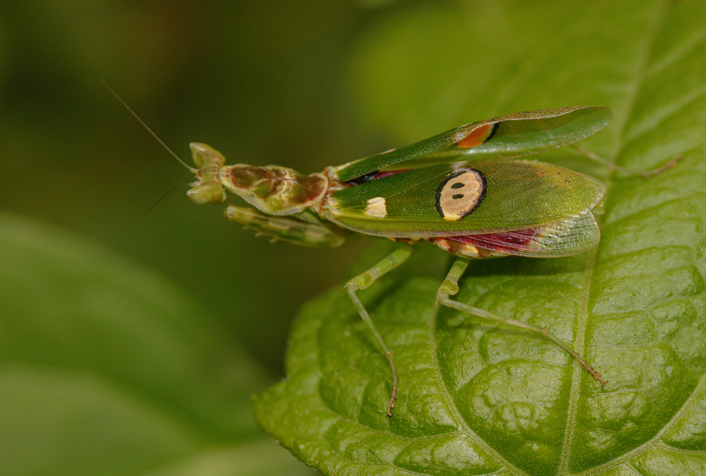 Jeweled Flower Mantis