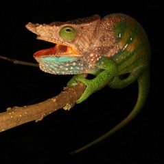 Calumma oshaughnessyi