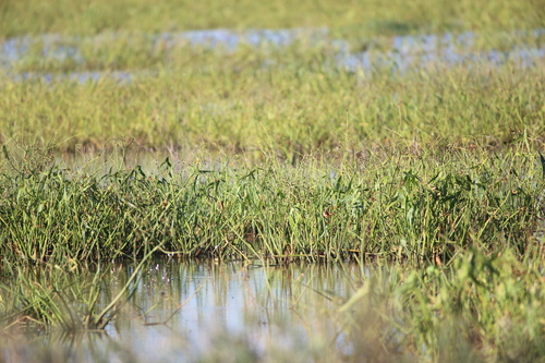 Longbarb Arrowhead (Sagittaria longiloba)