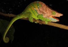 Calumma oshaughnessyi