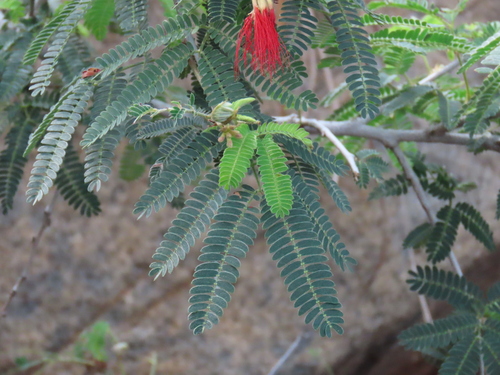 Calliandra peninsularis, photograph 2
