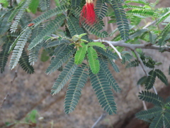 Calliandra peninsularis, photograph (c) Abraham Sánchez Romero, some rights reserved (CC BY)