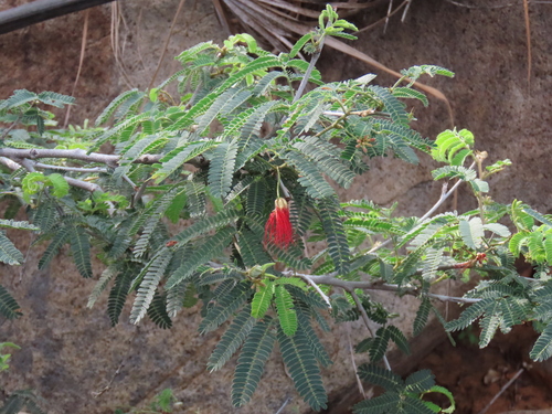 Calliandra peninsularis, photograph 3