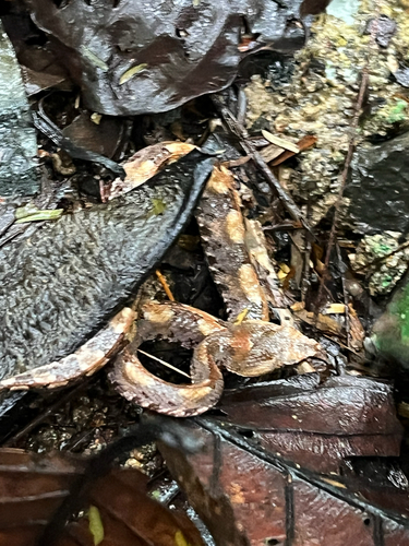 Rainforest Hognose Viper