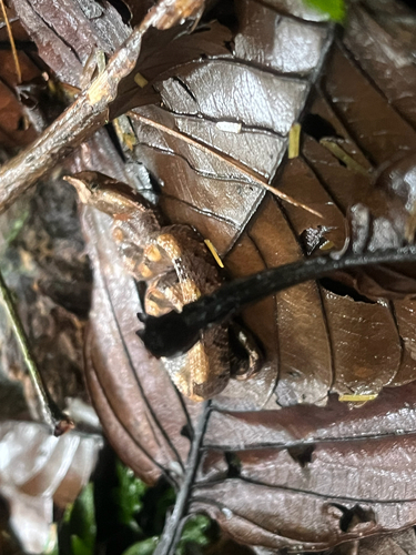 Rainforest Hognose Viper