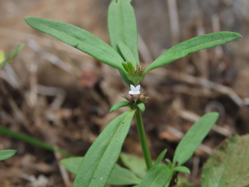 river false buttonweed (Spermacoce confusa)