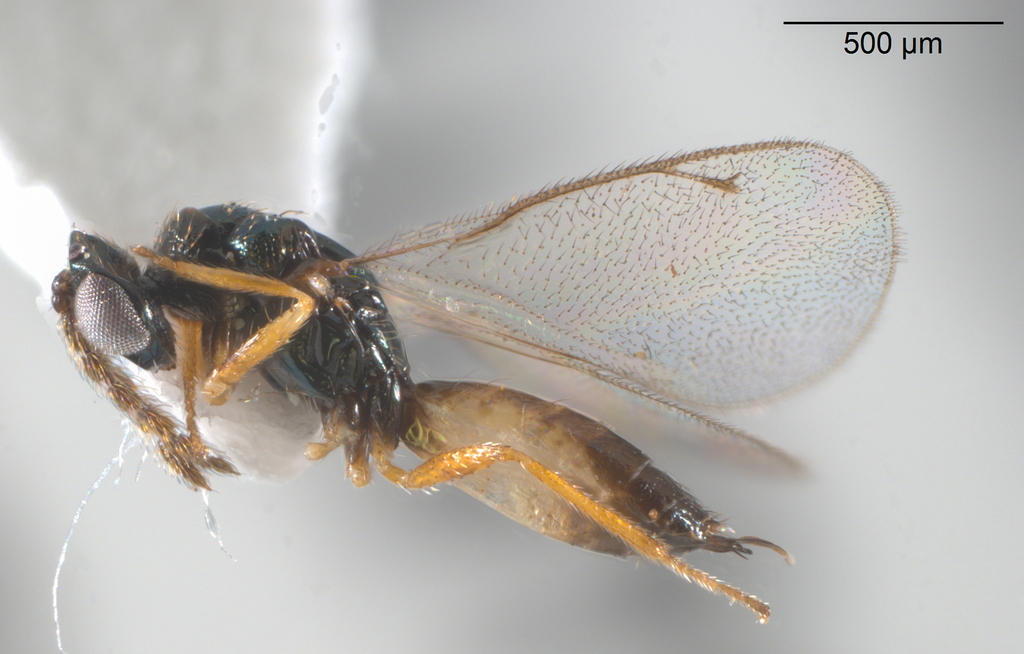 Elachertus
