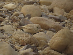 Ammomanes deserti