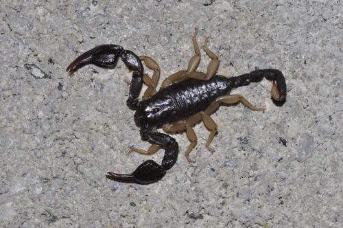 European Yellow-tailed Scorpion