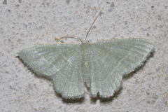 Phaiogramma etruscaria