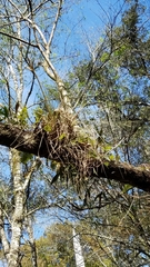 Tillandsia simulata