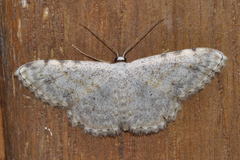 Scopula submutata