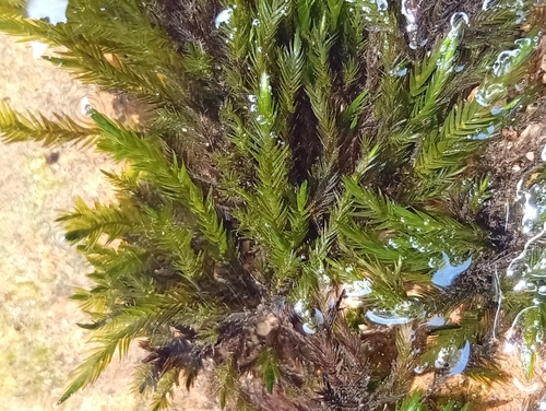 Fontinalis squamosa observed 2025-09-24