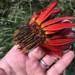 Mutisia lanata