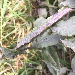 Mutisia lanata