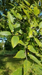 Karwinskia calderonii