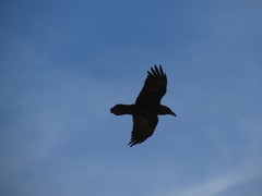 Corvus ruficollis