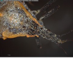 Triatoma