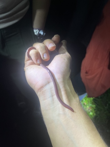 Puerto Rican Coastal Blindsnake