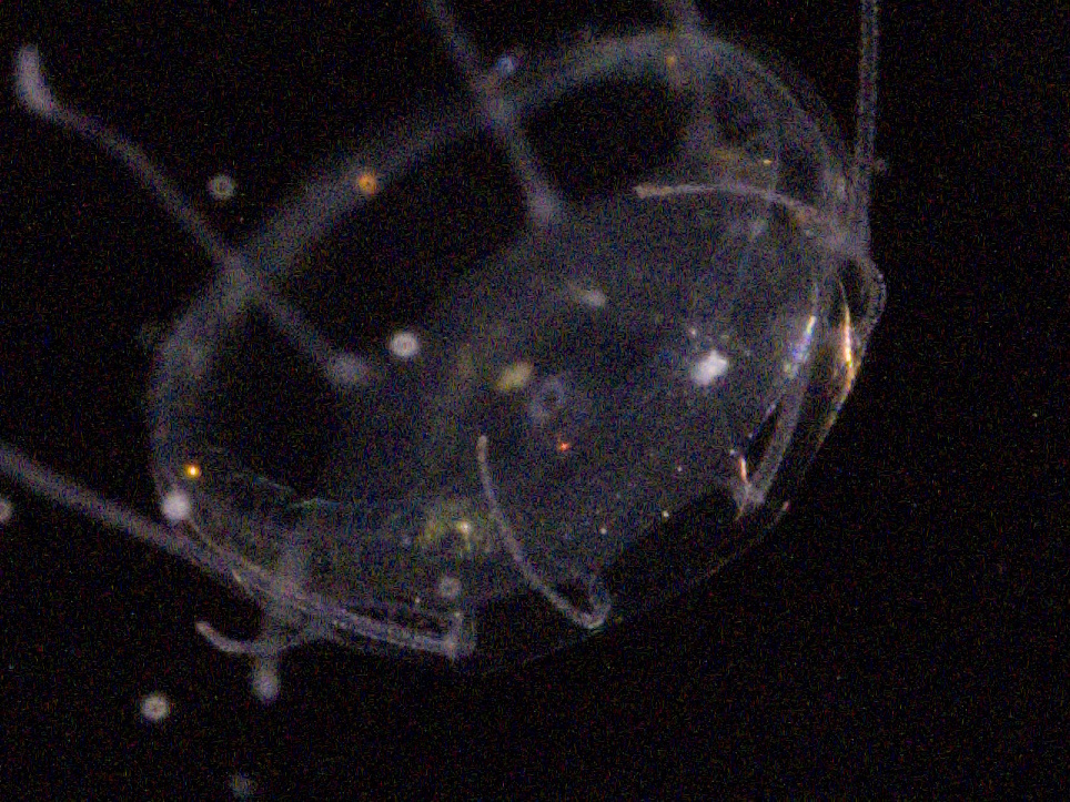 Solmaris corona (Keferstein & Ehlers, 1861)