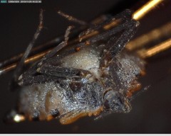 Triatoma
