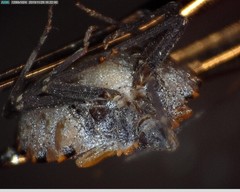 Triatoma
