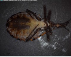 Triatoma