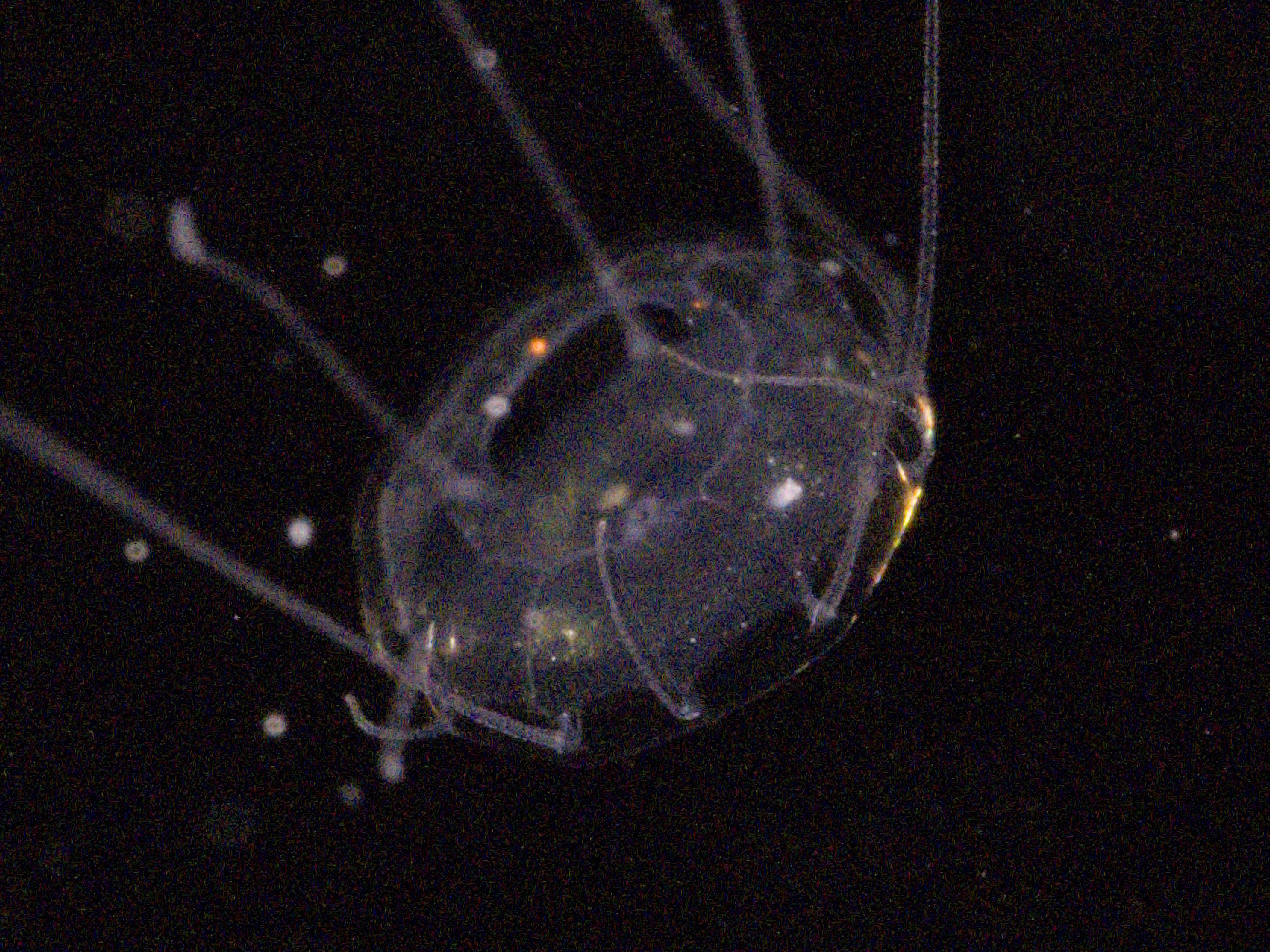 Solmaris corona (Keferstein & Ehlers, 1861)