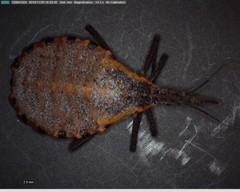 Triatoma