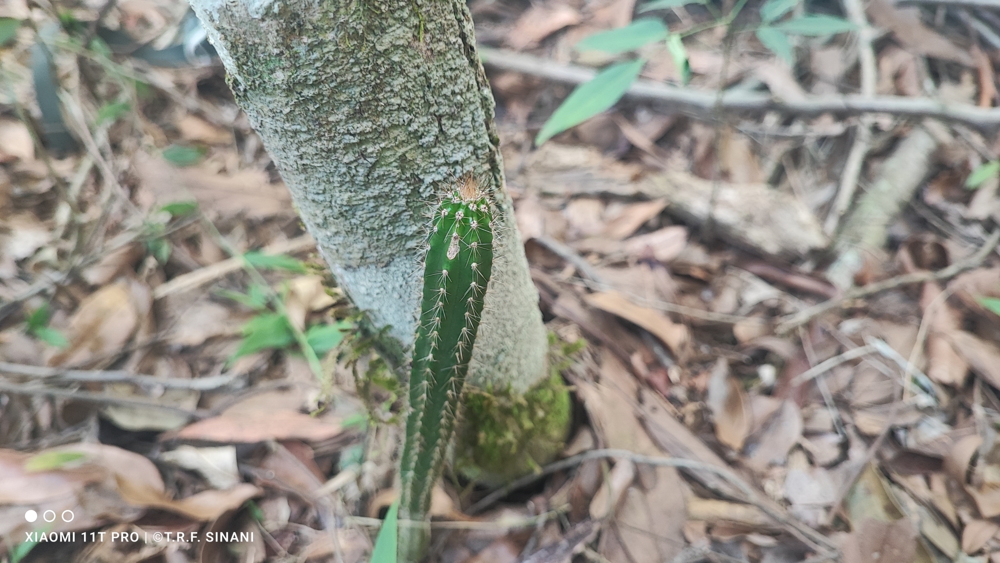 Praecereus euchlorus