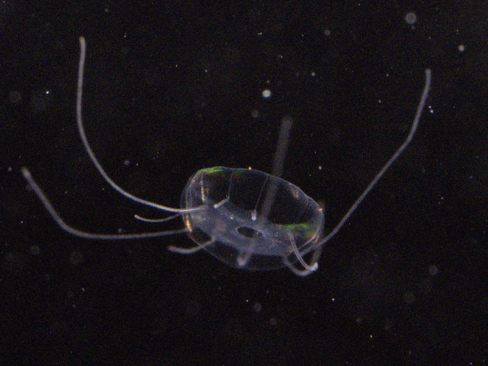 Solmaris corona (Keferstein & Ehlers, 1861)