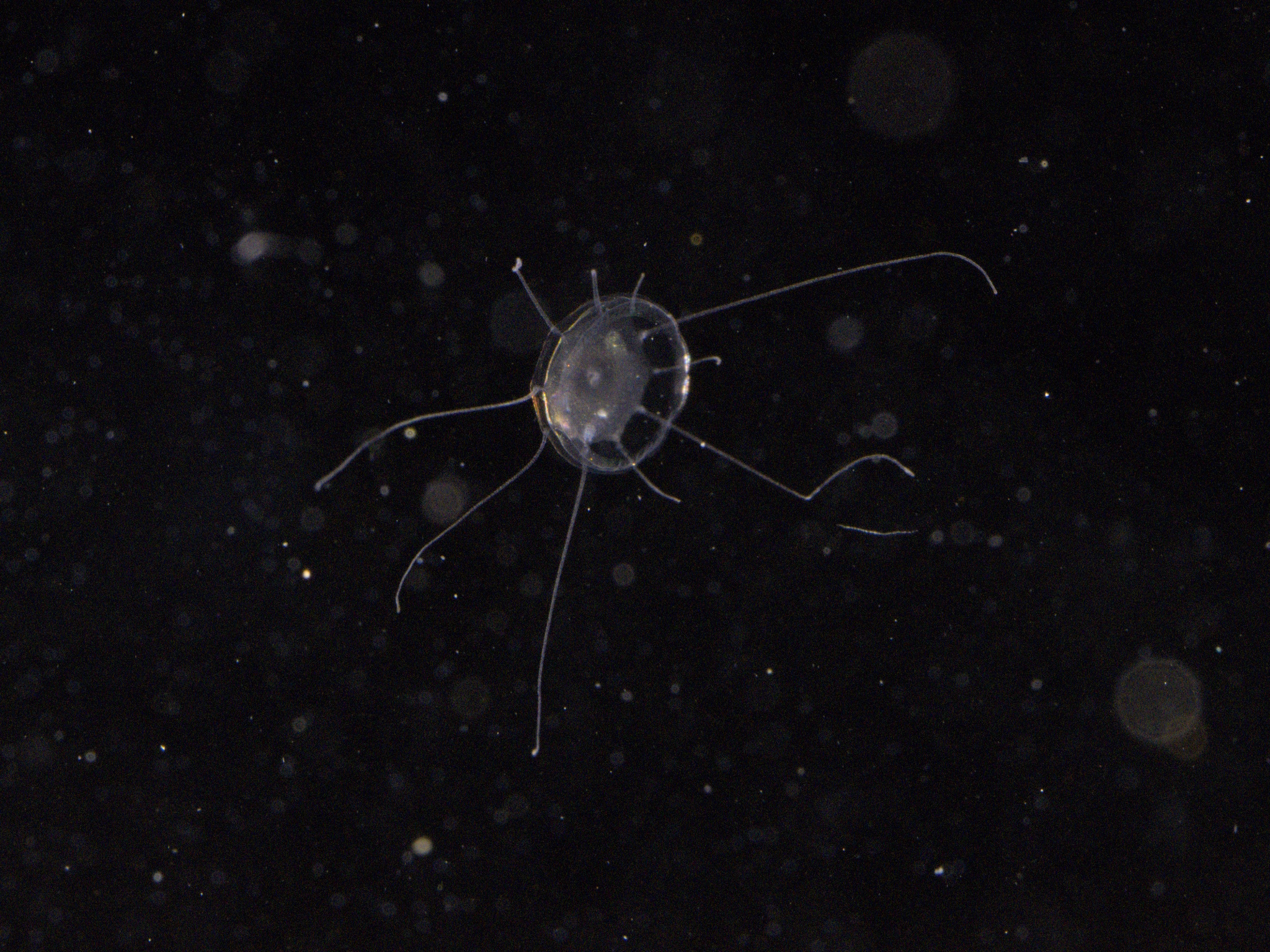 Solmaris corona (Keferstein & Ehlers, 1861)