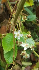Rubus hondurensis