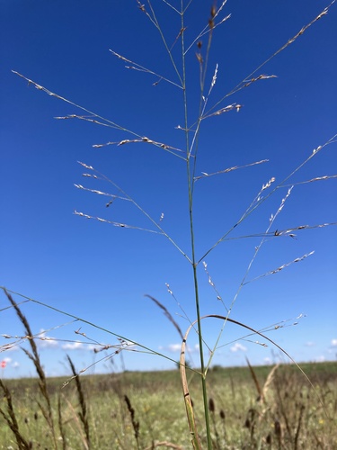 switchgrass