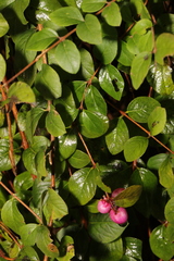 Symphoricarpos × chenaultii