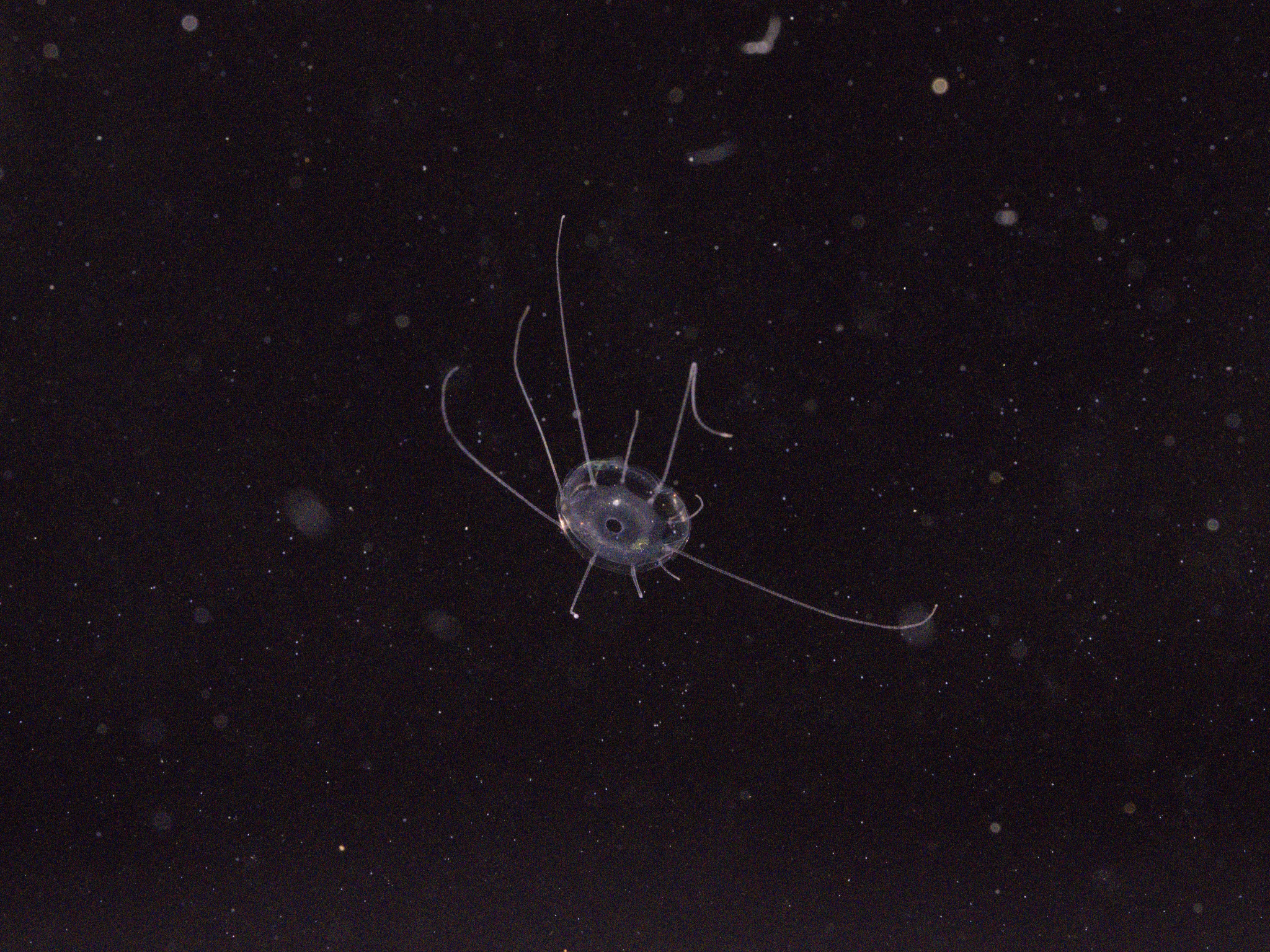 Solmaris corona (Keferstein & Ehlers, 1861)