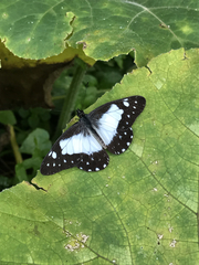 Catasticta sisamnus
