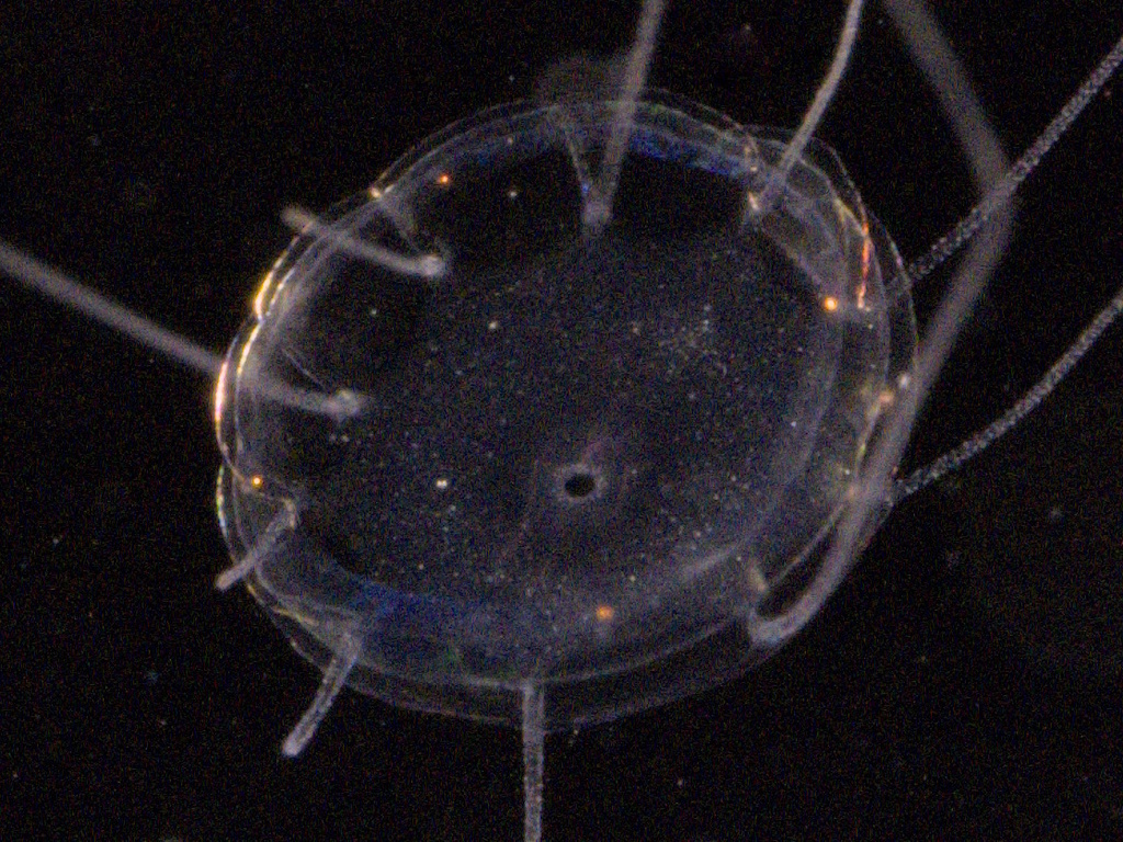 Solmaris corona