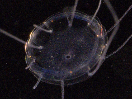 Solmaris corona