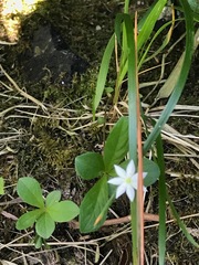 Trientalis
